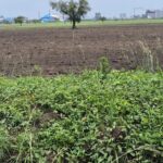 Industrial land in Gujarat showing a vacant plot for freehold and leasehold industrial property investment
