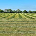 Green agricultural farmland in Gujarat ideal for long-term agricultural land investment and farming.