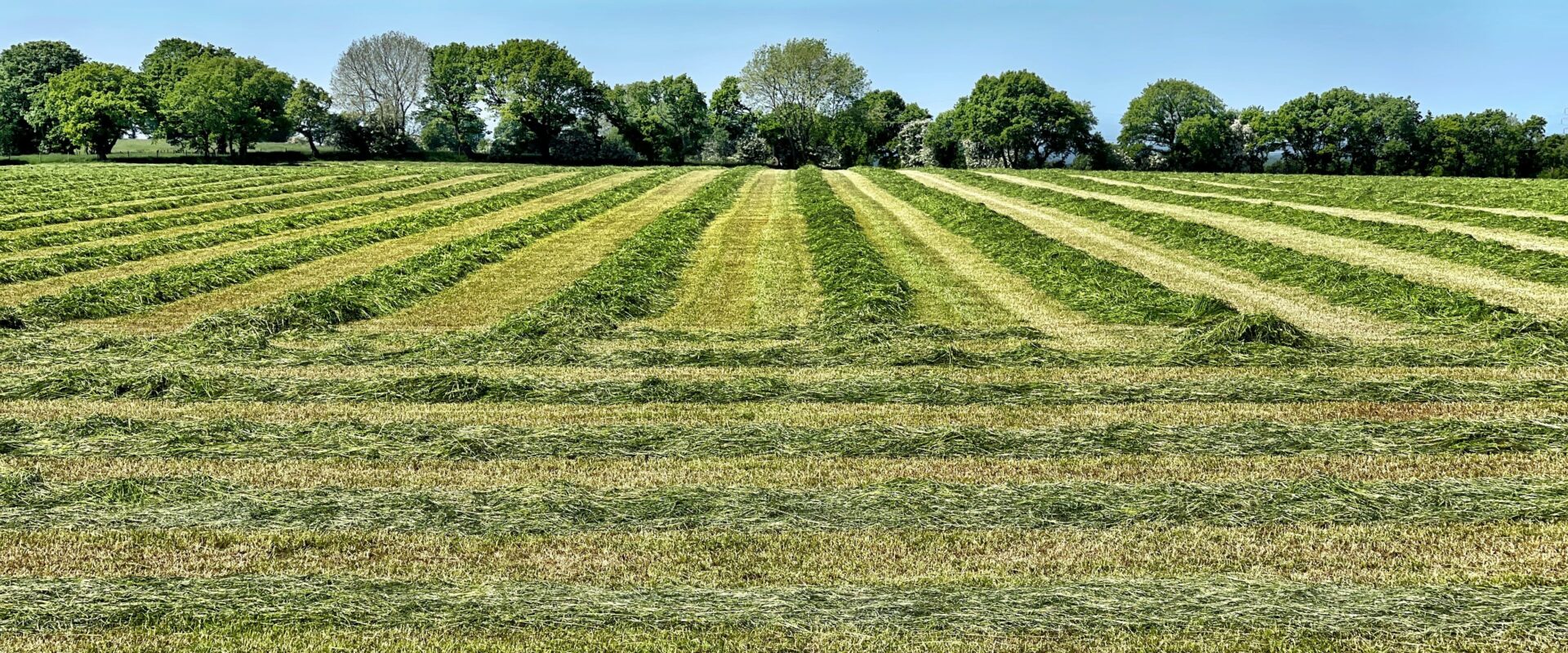 Green agricultural farmland in Gujarat ideal for long-term agricultural land investment and farming.